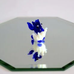 Teeny Dragon - In Egg