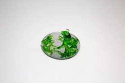 Quirky Frogs -Glassware Store IMG 4461