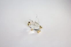 When Pigs Fly -Glassware Store IMG 4689