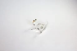 Clear Frog -Glassware Store IMG 4703