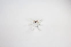 Clear Frog -Glassware Store IMG 4705